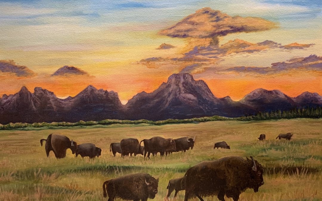 Buffalo, Yellowstone National Park